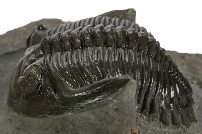 Detailed Hollardops Trilobite Fossil - Ofaten, Morocco #340238